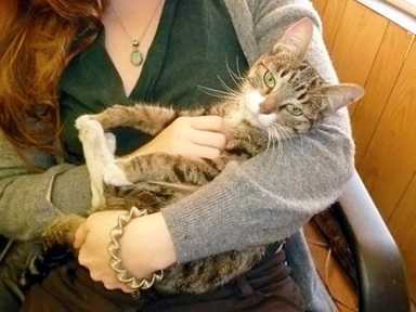 Press release of the week! Joe Lentol saves a cat!