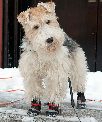 Dog disappointed by snowfall
