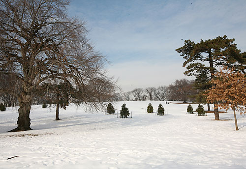 Look out, below! City plants trees in Ridge’s ‘Dead Man’s Hill’