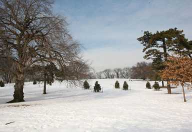 Look out, below! City plants trees in Ridge’s ‘Dead Man’s Hill’