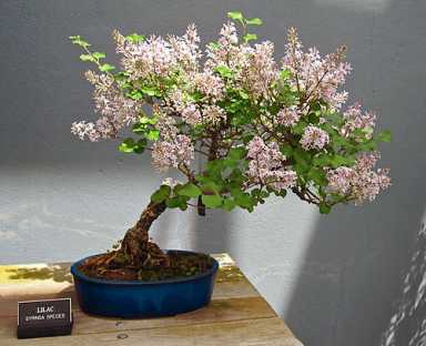 Bonsai! Botanic Garden celebrates a great unnatural beauty