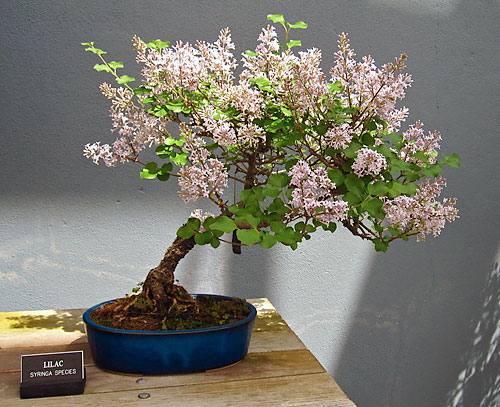 Bonsai! Botanic Garden celebrates a great unnatural beauty