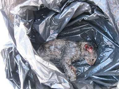 Dead cat in Prospect Park! Warning: Explicit photo of said cat