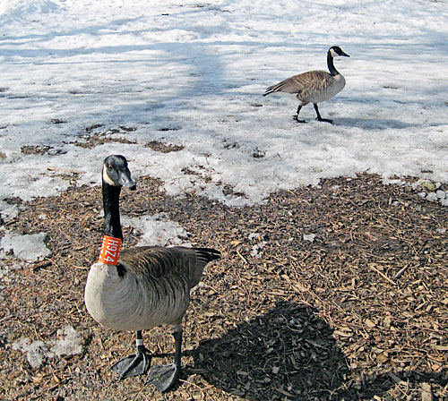Meet the flockers! Two doomed geese show up from Canada