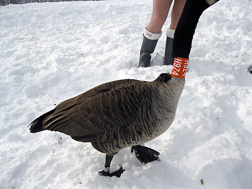 Save Pierre, the new goose in town!