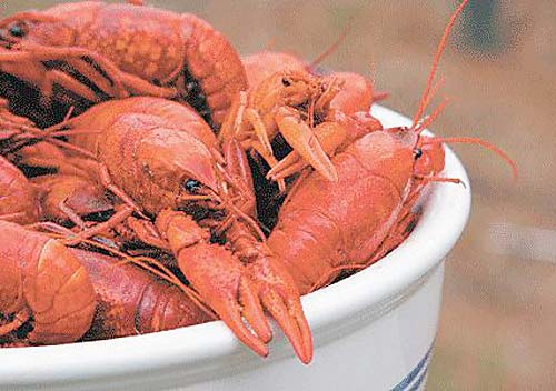 Who’s your crawdaddy?