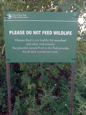 Park officials: We’ll save geese this time