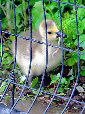 Check out our new gosling picture — and enter our naming contest