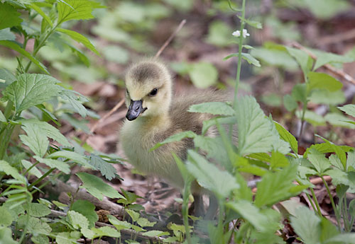 Meet the miracle goslings of Prospect Park!