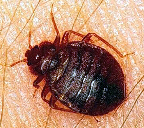 Today! Bedbug battle comes to our doorstep!