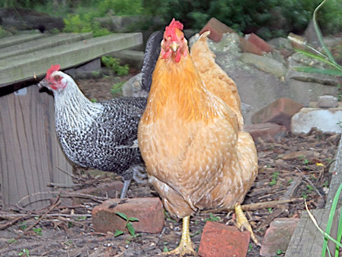 Chicken man! This farmer is pushing urban ranching