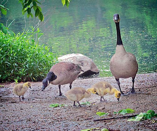 Goose down! One of the baby goslings is missing and believed dead