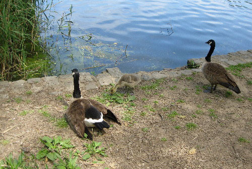 Sunday mystery: What happened to the goslings?