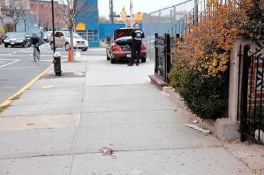 Rats! Atlantic Yards site is full of rodents