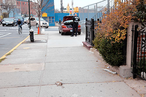 Rats! Atlantic Yards site is full of rodents