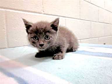 Verrazano cat becomes instant celebrity