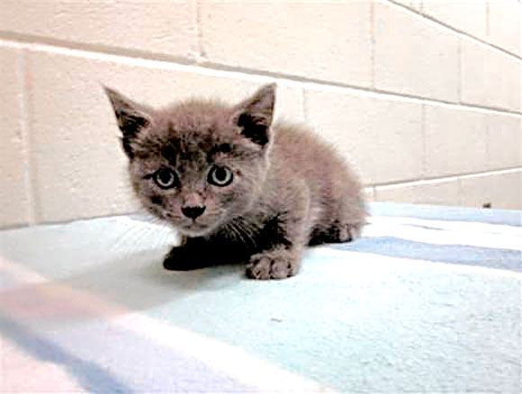 Verrazano cat becomes instant celebrity