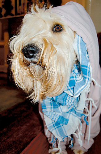 Dog daze! ‘Hipster Puppies’ invade DUMBO