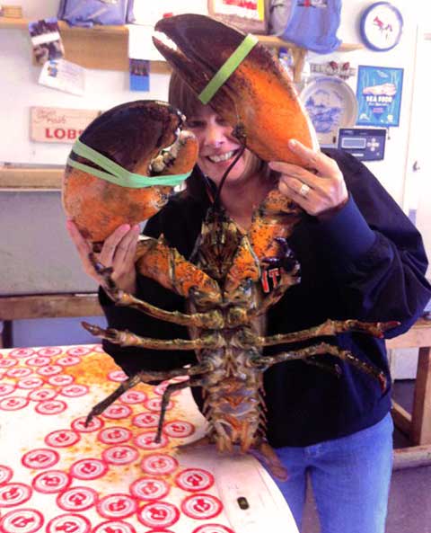 Monster lobster retires to Coney Island