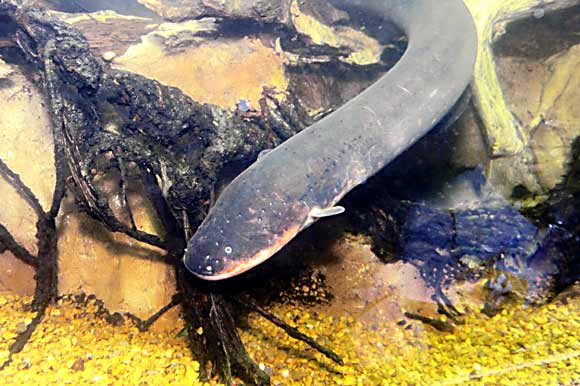 Deciding this eel’s name was elementary, dear Wattson