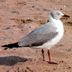 Fly by! Birders flock to Coney to see unique gull