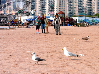 Fly by! Birders flock to Coney to see unique gull