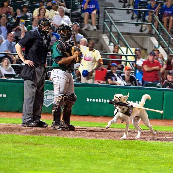 Hey, the bat boy is a dog!