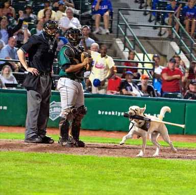 Hey, the bat boy is a dog!