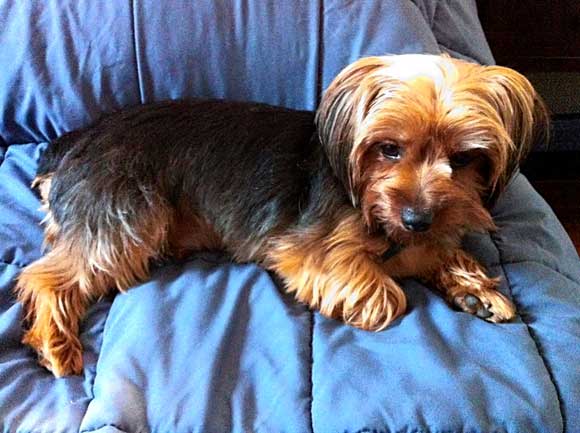 Meeting the missing dogs