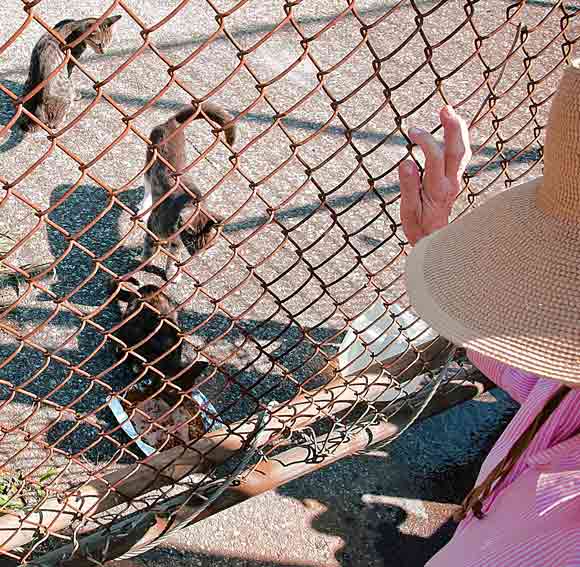 Wanted: A purr-fect caretaker for Greenpoint’s feral cats
