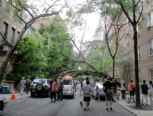 Irene’s Heights victim — the Mansion Elm!
