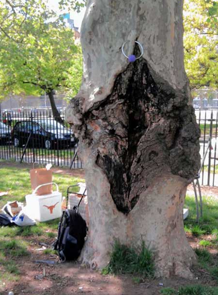 Call a gynecologist! ‘Vagina Tree’ is deflowered in McCarren Park