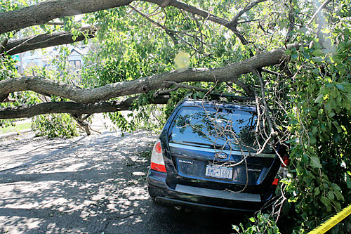 Hallelujah! Downed tree an answer to prayers