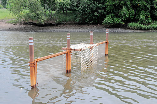 Good fences make good mussels