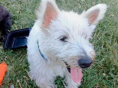 Dognapped! Family grieving after trio steals their dog — from a cop