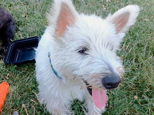 Dognapped! Family grieving after trio steals their dog — from a cop