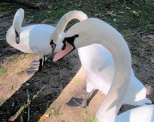 Birders save swan in Prospect Park!