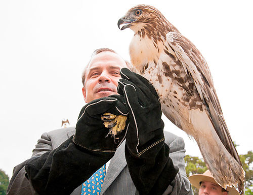 This red tail hawk is soaring like an eagle!