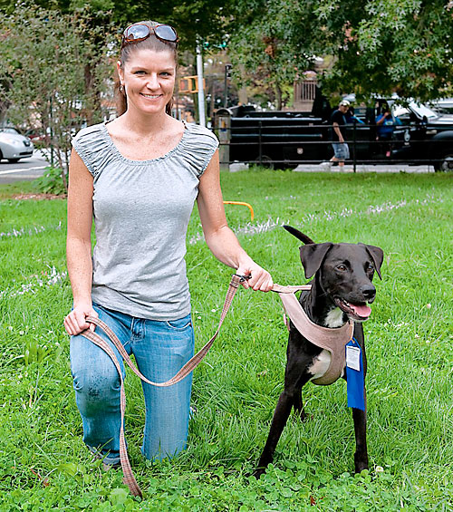 Fetching the gold! Daisy the pit bull wins three-peat at Doggie Olympics