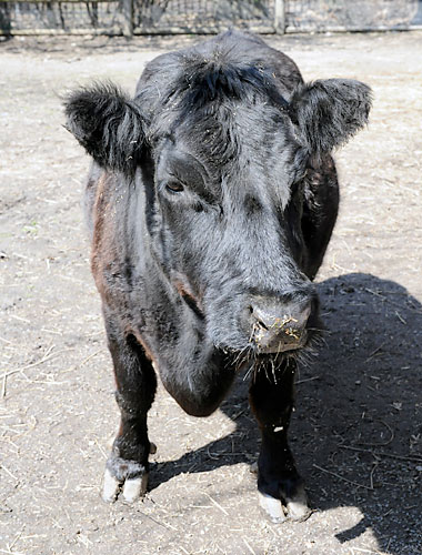 Breaking moos! Aggie the cow is dead