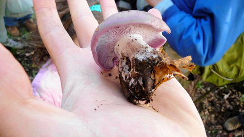 Shroom golly golly! Mushroom season is the best in years!
