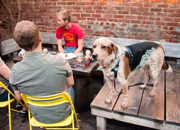 Dog daze! City is going after Brooklyn’s pooch-friendly bars