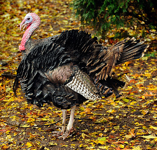 Happy Thanksgiving! What are you thankful for?