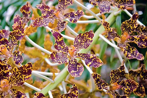 The orchid cheat? Botanic Garden mega-flower in bloom — thanks to fertilizer!