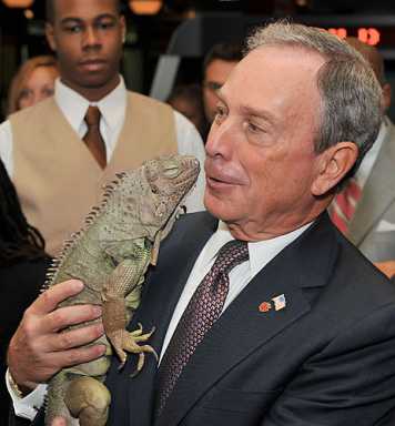 Elizabeth, beloved museum iguana, is dead