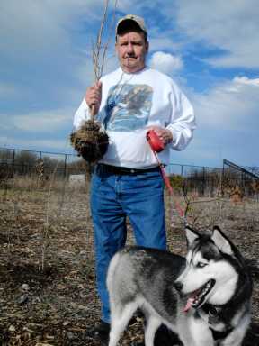 Arborcide! Tree vandals uproot 120 Gerritsen Beach saplings — twice in one month!