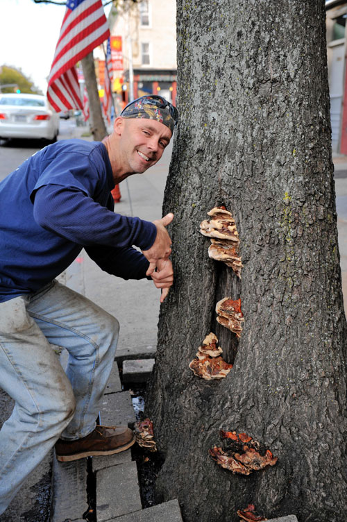 Fungal fever! Ridge trees are being attacked by mushrooms