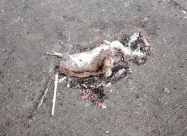 Rat scourge! Hurst residents say rats are on the loose — and they’re taking over homes!