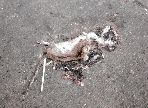 Rat scourge! Hurst residents say rats are on the loose — and they’re taking over homes!