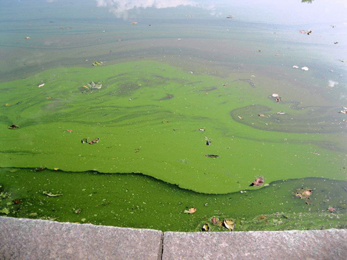 Pond scum! Prospect Park’s lake has a really gross sheen